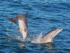 2-more-dolphins