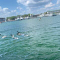 private dolphin cruise destin florida